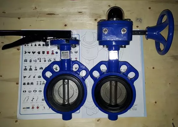 van bướm Hàn Quốc